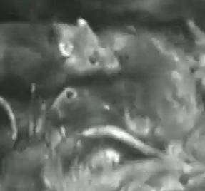 Das Bild zeigt einige Ratten, die der Film „Der ewige Jude“ mit Ratten vergleicht.